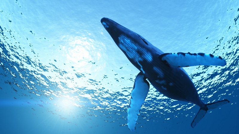 vertebrate, aquatic mammal, 2K, undersea, water, animals, nature, animals in the wild, marine, no people, whale, blue, fish, animal, swimming, low angle view