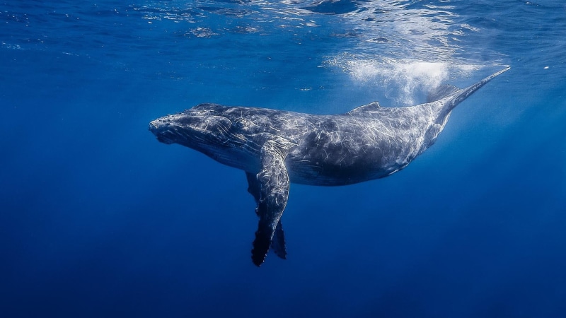 marine, fauna, humpback whale, blue water, water, mammal, wildlife, sea, 1080P, underwater, whale, ocean