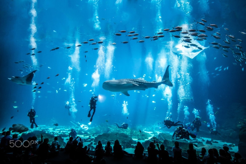 real people, group of animals, undersea, 1080P, animals in the wild, swimming, sea, 500px, underwater, gray, fish, manta rays, animal, aquarium, diving