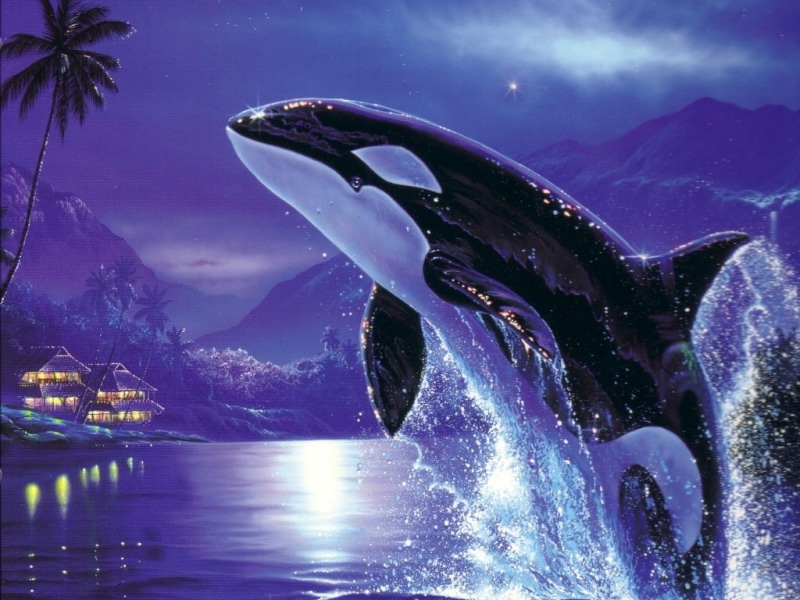 killer Whales, whale, ocean, 480P, water, orcas