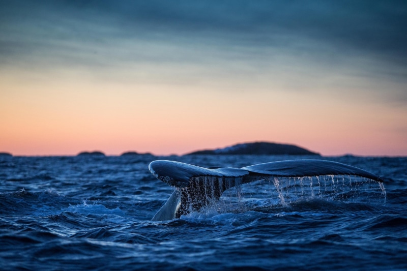 1080P, blue, the Atlantic Ocean, whale, tail, humpback whale tail, photo, humpback