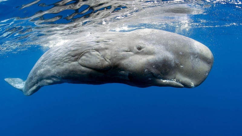 blue, swimming, underwater, animals, one animal, no people, aquatic mammal, 1080P, whale, sea life, sea, water, animal wildlife, animals in the wild, mammal