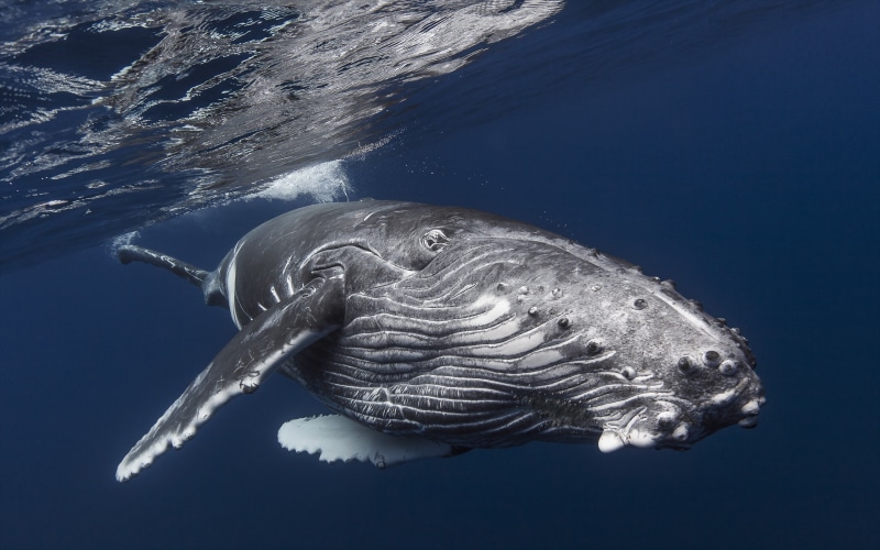 fish, humpback whale, whale, sea life, swimming, underwater, undersea, blue, outdoors, vertebrate, nature, animal, animal themes, animal wildlife, animals in the wild