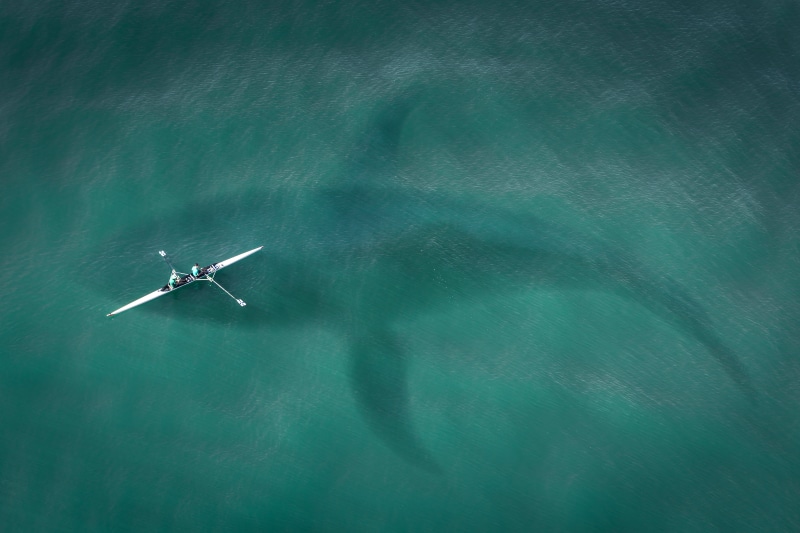 high angle view, holiday, transportation, rowing, fins, paddle, canoeing, kayak, travel, killer whale, kayakers, from above, nature, dinosaur, paddle tour