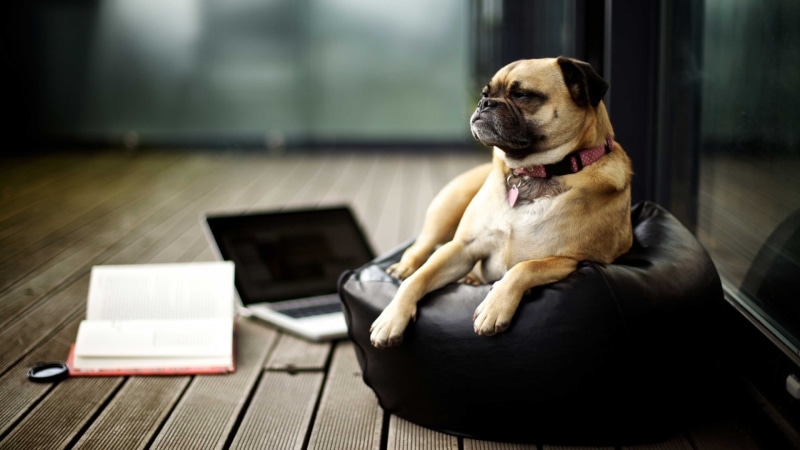 mammal, flooring, sitting, pug, one animal, animal, looking, mac book, laptop, relaxation, domestic animals, dog, small, connection, wireless technology