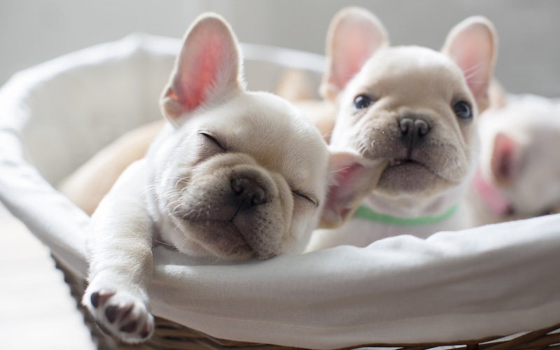 french, 2K, white, comfort, fawn, dogs, bulldog, puppies