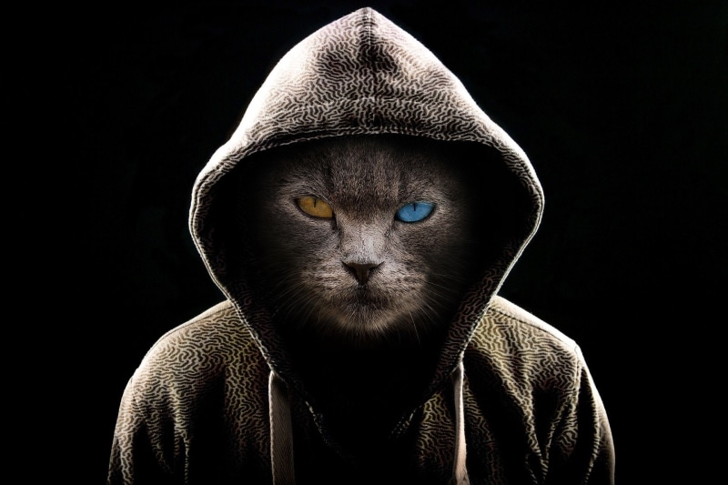 1080P, Cat, Hoodie, Manipulation, Photography, Heterochromia