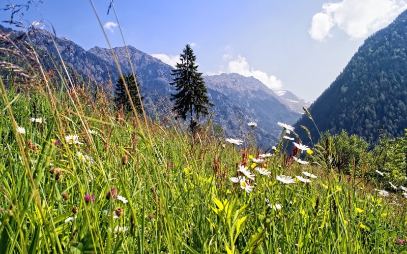 Mountain, Forest, ultra hd wallpaprs, tree, 4k pics, 2560x1600, nature, 2K, grass