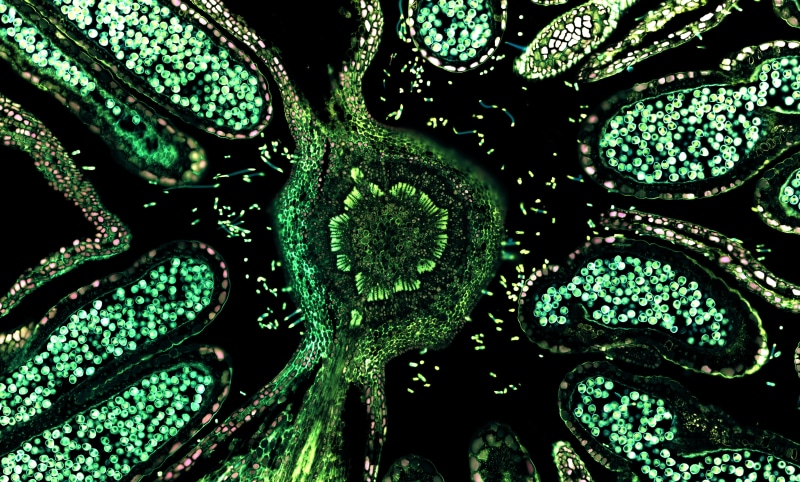 biology, three dimensional, science, backgrounds, close-up, indoors, healthcare and medicine, biology , green color, trippy, no people, 8K, education