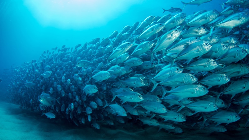 underwater, school of fish, water, fish, schools, swim, aqua, ocean, 4K, swimming, marine biology, sea, fishery, turquoise, fishes