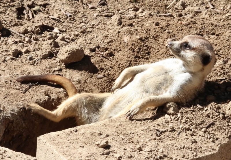 Nora, 1080P, sunbathing, relaxation, rasslabon, meerkat