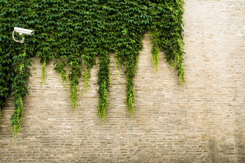 transportation, nature, treelined, architecture, vineyard, land, built structure, green, beauty in nature, brick wall, high angle view, growth, plant, outdoors