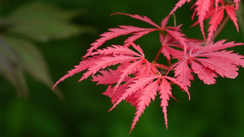 2K, dwarf, freshness, close-up, japanese maples, outdoors, japanese maple, lace leaf, acer palmatum, japanese, leaf, beauty in nature, japanese maple image