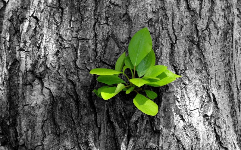 growth, sprout, tree, photography, leaves, nature and landscapes, 2K, green, new, closeup, bark