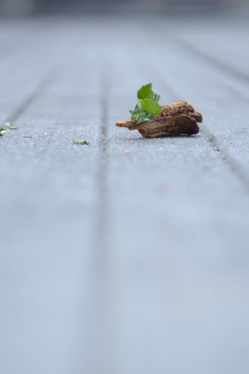 asphalt, leaves, copy space, city, wood, plant, outdoors, street, day, concrete, no people, surface level, leaf, close-up, plant part, branch, selective focus