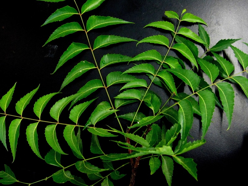 nature, green Color, close-up, houseplant, no people, vulnerability, day, natural pattern, green, freshness, herb, plant, 4K, plant part, neem leaves