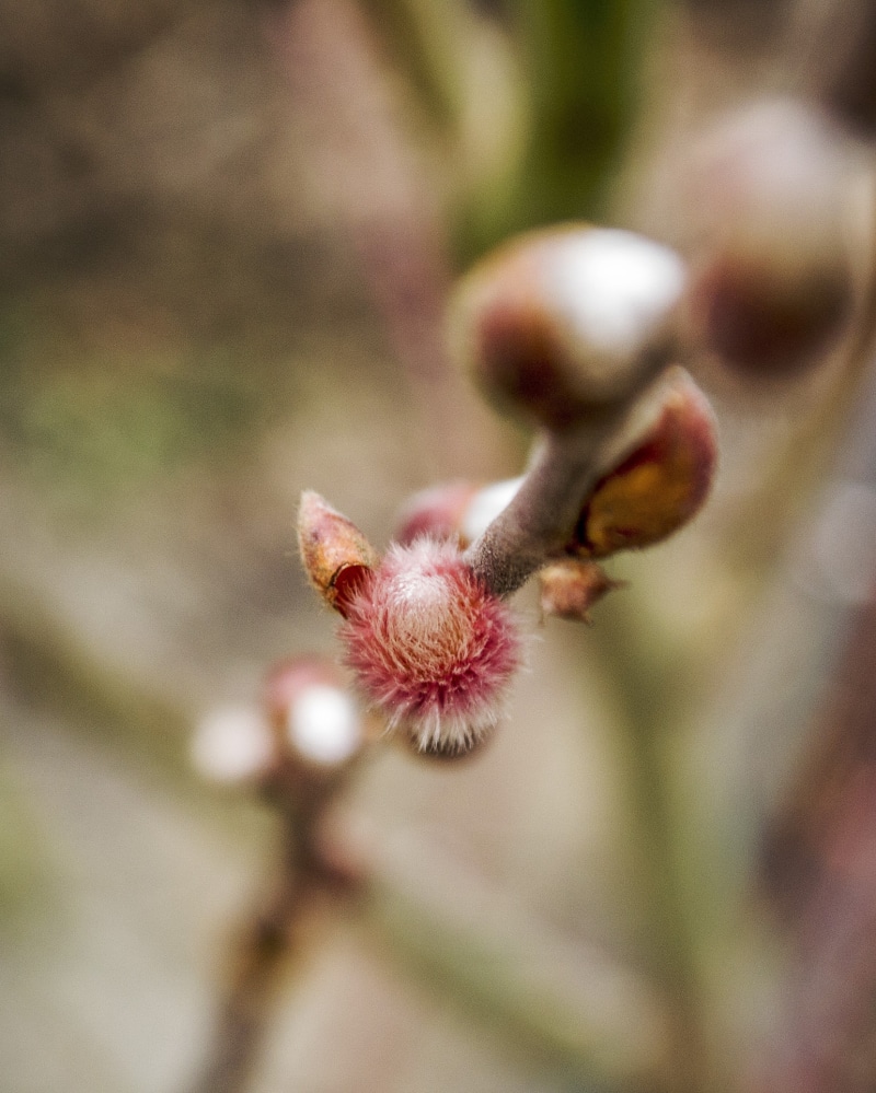flowering plant, growth, branch, focus on foreground, tree, ripe, food and drink, bud, beauty in nature, freshness, nature, selective focus, fragility
