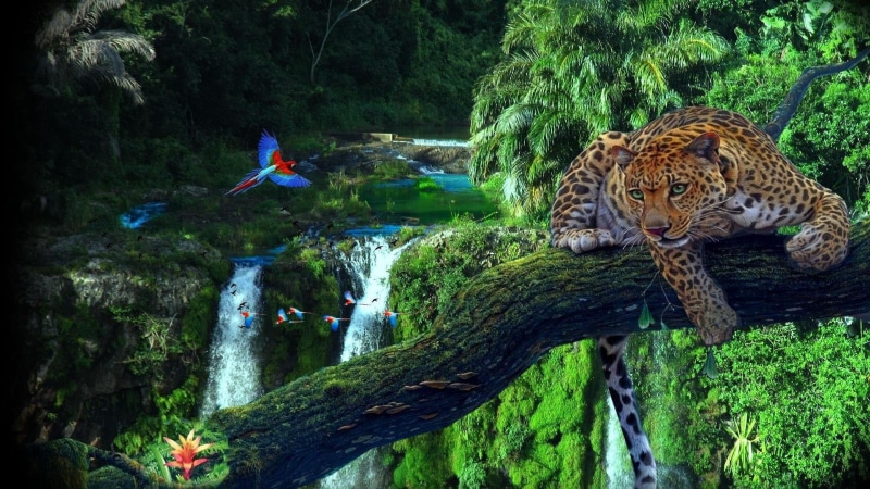 nature, animal, big cat, parrot, 1080P, vertebrate, land, rainforest, old growth forest, organism, watercourse, jaguar, waterfall, animal wildlife, wildlife