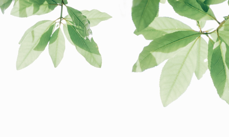 leaves, green, food and drink, tree, herb, bright, indoors, no people, plant, growth, desktop backgrounds, summer, food, cut out, close-up, green color