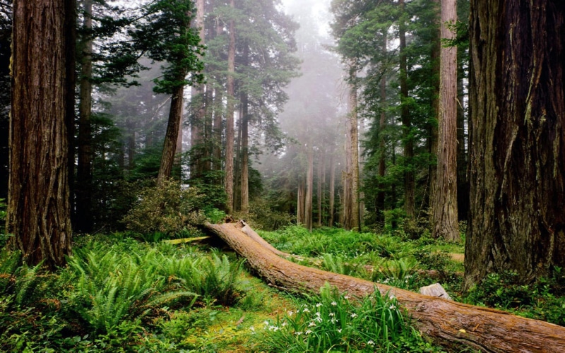 us, california, northern, old, rainforest, 2K, state, located, national, along, redwood, temperate, parks, rnsp, growth, coast