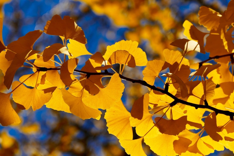 no people, autumn, tree, change, natural condition, outdoors, plant part, season, plant, fall, autumn collection, yellow, focus on foreground, fragility