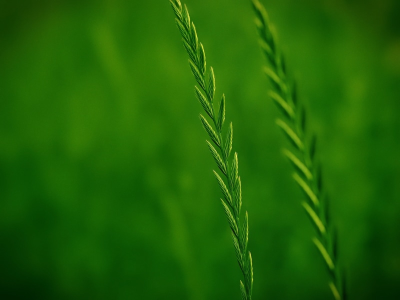 freshness, plant, green Color, green, macro, 2K, nature, summer, leaf, close-up, grass, photography, growth, shallow, focus