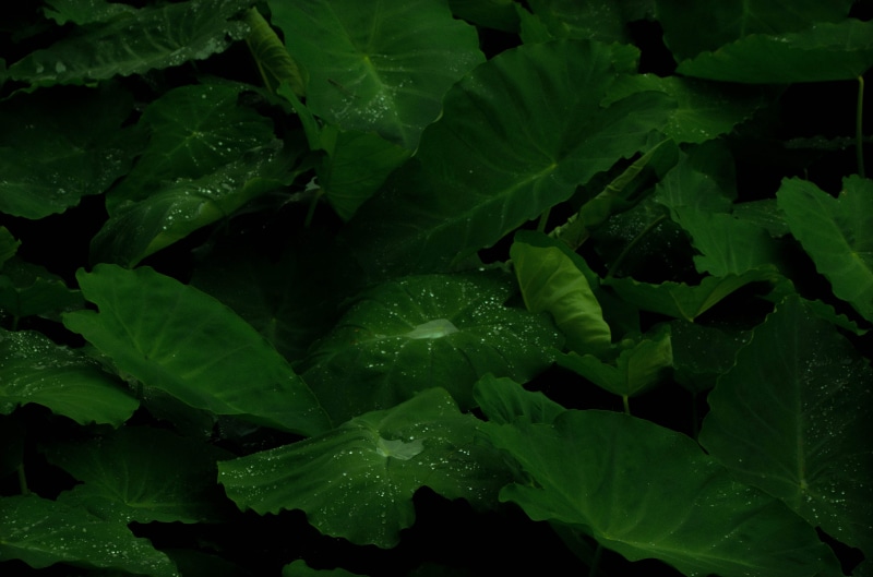 drop, plants, wet, freshness, nature, growth, green, plant, plant part, raindrops, leaves, lush, taro, 4K, leaf, photography, raindrop, macro, food and drink