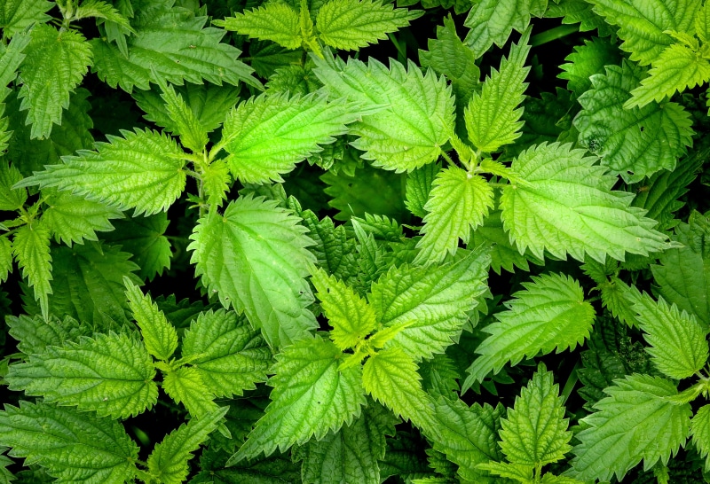 close-up, freshness, green Color, wheal, stinging, green leaf, leaf, nature, summer, plant, 4K, green, growth