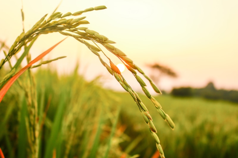 field, crop, dry, smooth, beauty in nature, green color, oat - crop, rye - grain, 5K, growth, countryside, rice seeds, tranquility, outdoors, no people