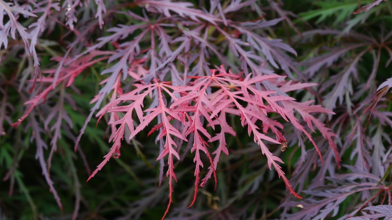 selective focus, maple leaves pictures, maple, freshness, images of japanese maple, japanese maple leaf red, plant, outdoors, lace leaf, new, day, plant part
