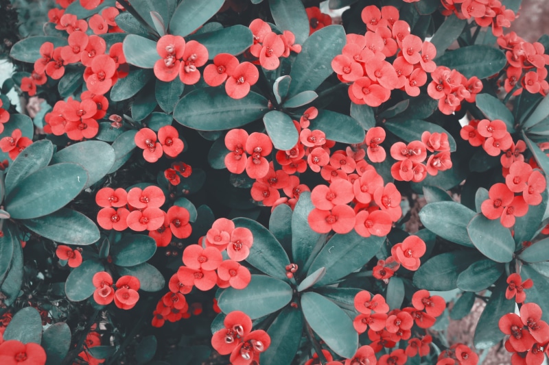no people, 4K, vulnerability, high angle view, close, nature, red, blooming, close-up, fragility, flowers, petals, inflorescence, flower, 4k