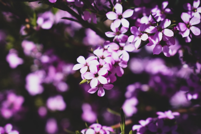 plant, fragility, petals, vulnerability, flora, purple, tree, photo, close-up, inflorescence, blossom, flower head, flower, blur, HD