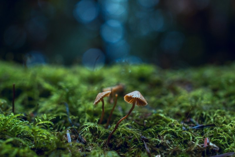 close-up, selective focus, nature, food, outdoors, 5K, ecology, no people, vulnerability, surface level, grass, land