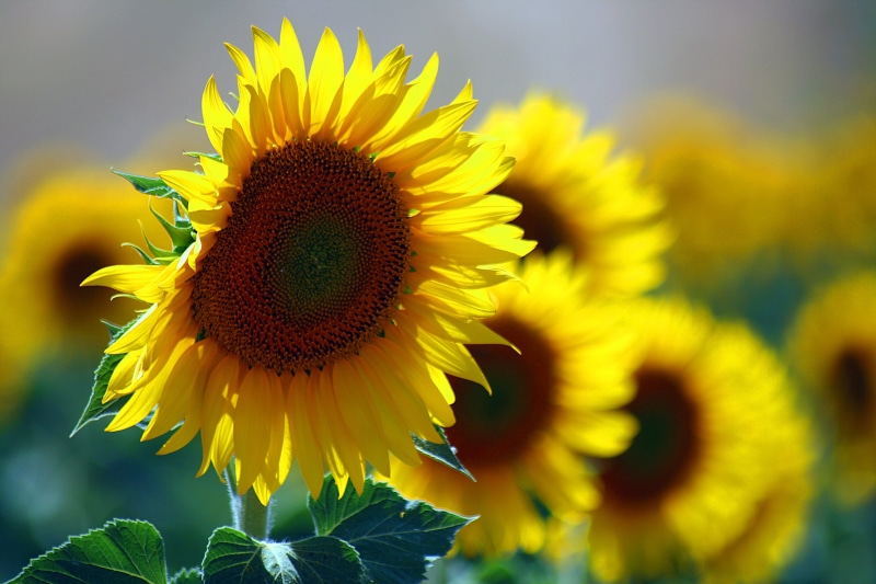 photo, rural Scene, growth, sky, plant, close up, summer, agriculture, close, 2K, yellow, petal, nature, close-up, Sunflowers, sunflower, outdoors, field