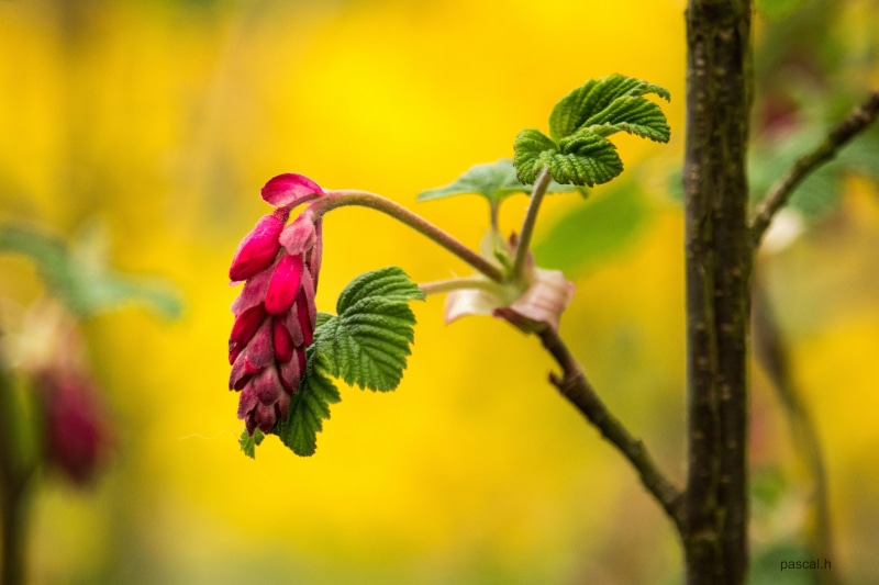 beauty In Nature, leaf, close, photograph, en, nature, outdoors, flower, 4K, close-up, bouton, fleur, branch, plant, plante, leaves, fleurs