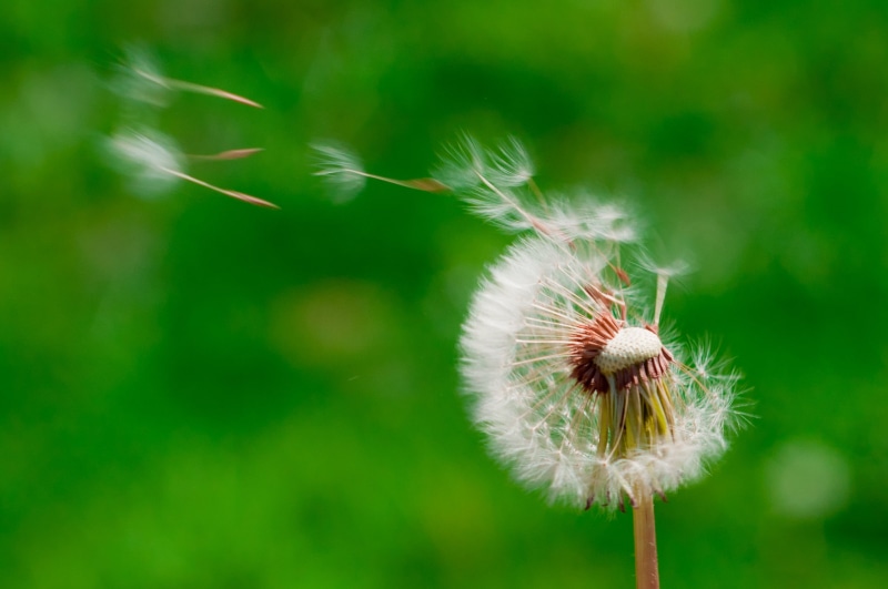 project  365, wish, summer, seeds, focus, wind, nature, hope, flower, photography, close-up, seed, grass, day, project 365, wishes, macro, head, plant