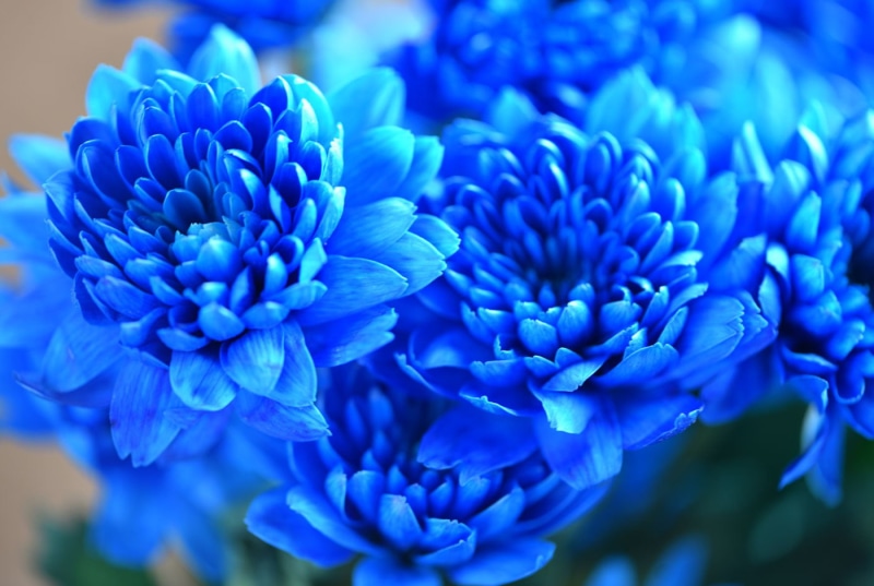 real, flowers, selective focus, photography, close-up, selective, petaled, blue, Fleur, Plante, Plant, nature, Flower, The unnatural, color, focus, 720P