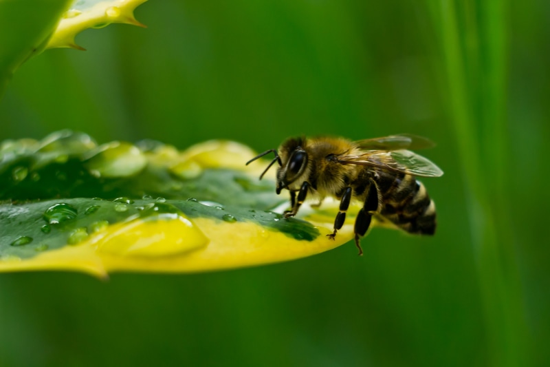 macro, close-up, pollen, helios, selective, green leaf, animal, closeup, plant, leaf, pollination, green, Bee, honey, insect, 4K, green Color, yellow