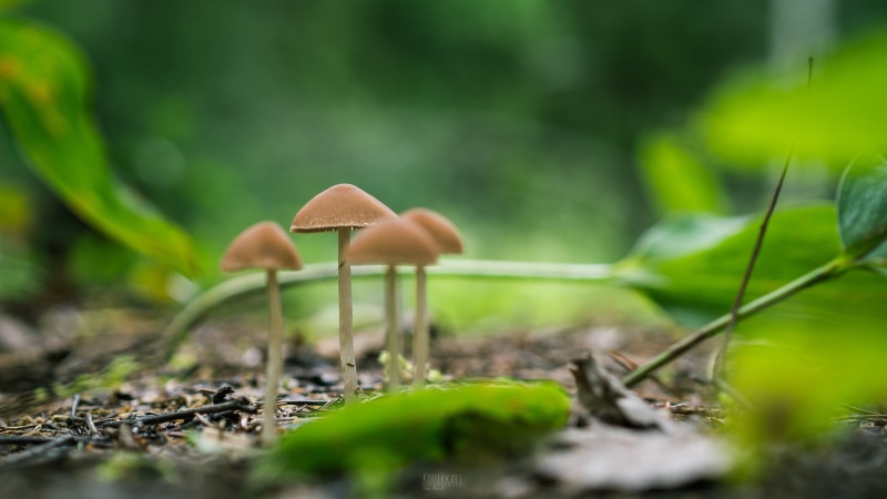 summer, close-up, cap, olympus, 4K, nature, moss, autumn, growth, plant, selective focus, selective, photography, macro, bokeh, leaf, fungus, mushroom