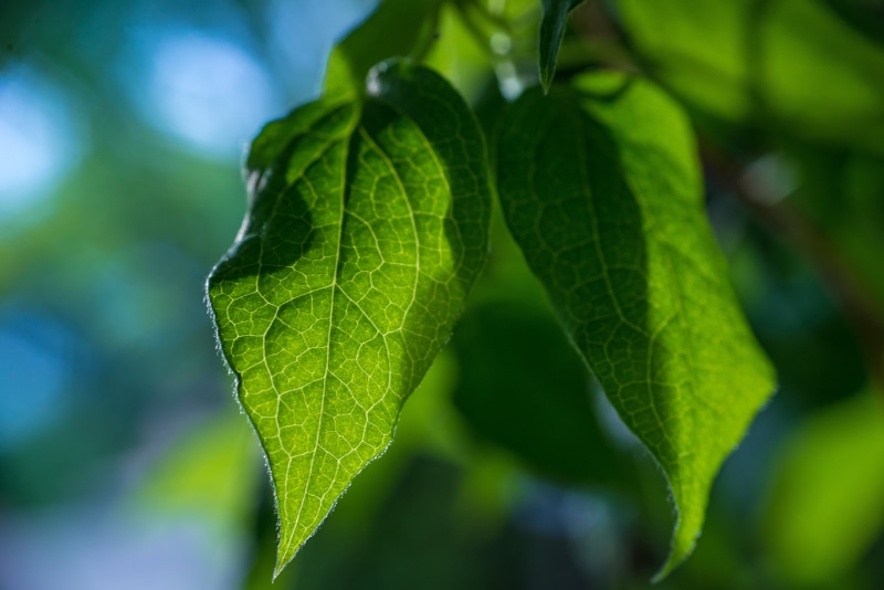 focus, environment, Macro, Last, leaf, selective, nature, green leaves, 5K, green Color, close-up, growth, Bit, freshness, leaves, leaves  green, summer