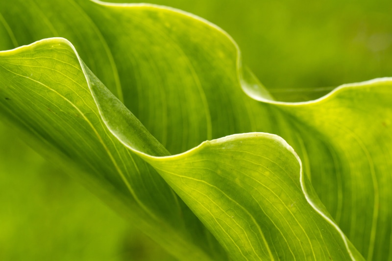 growth, nature, Peterborough, Tubes, Manic, photography, USM, UK, Leaves  green, green, backgrounds, dof, green leaf, plant, Canon EF, 5K, Extension, selective focus