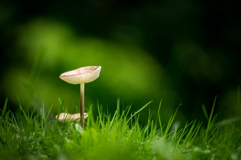 green, United States of America, season, moss, autumn, plant, forest, DOF, Fungus, toadstool, macro, Depth of Field, USA, VR, growth, Contrast, selective focus