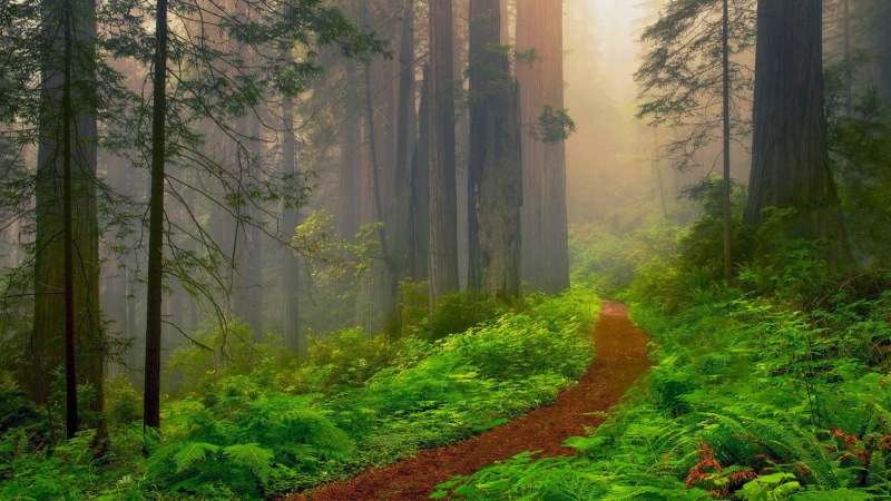foresst path, green color, united states, woods, tree, pine tree, non-urban scene, tranquility, ecosystem, 1080P, state park, fog, national park, scenics - nature