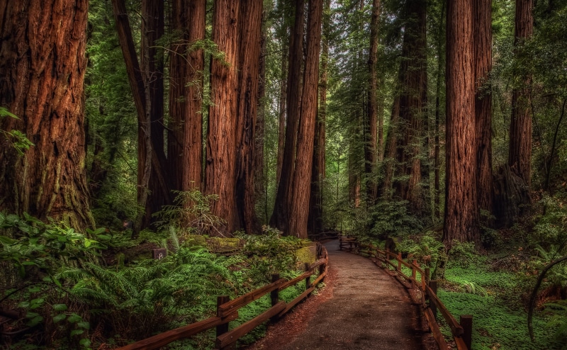 Redwood, muir woods, tree trunk, day, growth, Trees, green color, outdoors, no people, tree, bamboo - plant, trunk, scenics - nature, direction, Forests