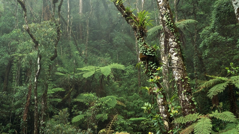 day, trunk, woodland, sabah, tree trunk, kinabalu park, foliage, growth, malaysia, non-urban scene, outdoors, forest, rainforest, tranquil scene, scenics - nature