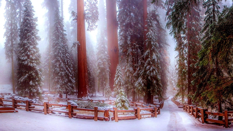 sunlight, forest, evergreen, snow, woody plant, big trees trail, nature, plant, sierra nevada, california, winter, woods, redwood trees, redwood, giant forest