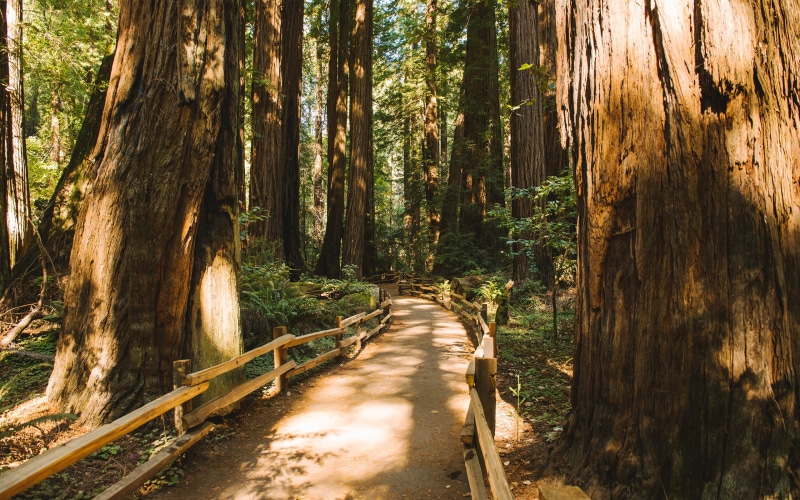 trees, pathway, nature, woods, muir, path, 2K, trail, hd, redwood, brown, wooden, forest