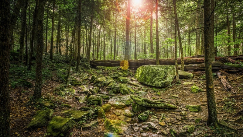 tree trunk, grove, environment, lens flare, landscape, tranquil scene, beauty in nature, moss, outdoors, day, wilderness, forest, green color, bamboo - plant