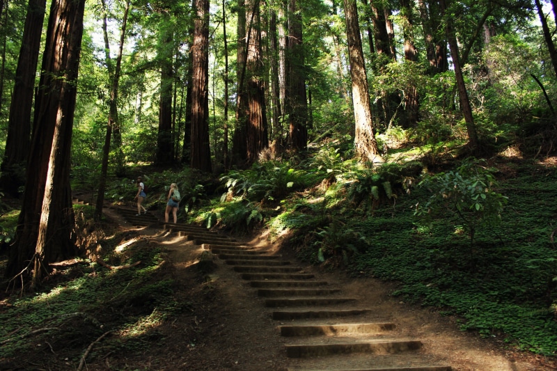 redwoods, tranquil scene, adventure, outdoors, nature, footpath, forest, muir woods national monument, the way forward, trail, beauty in nature, mill valley