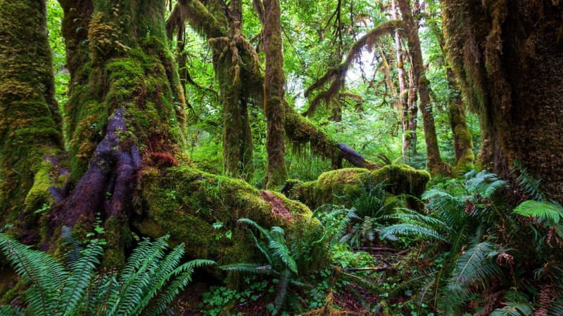 landscape, tranquility, forest, environment, tranquil scene, trees, moss, tree trunk, trunk, nature, growth, 4K, jungle, woodland, non-urban scene, vegetation